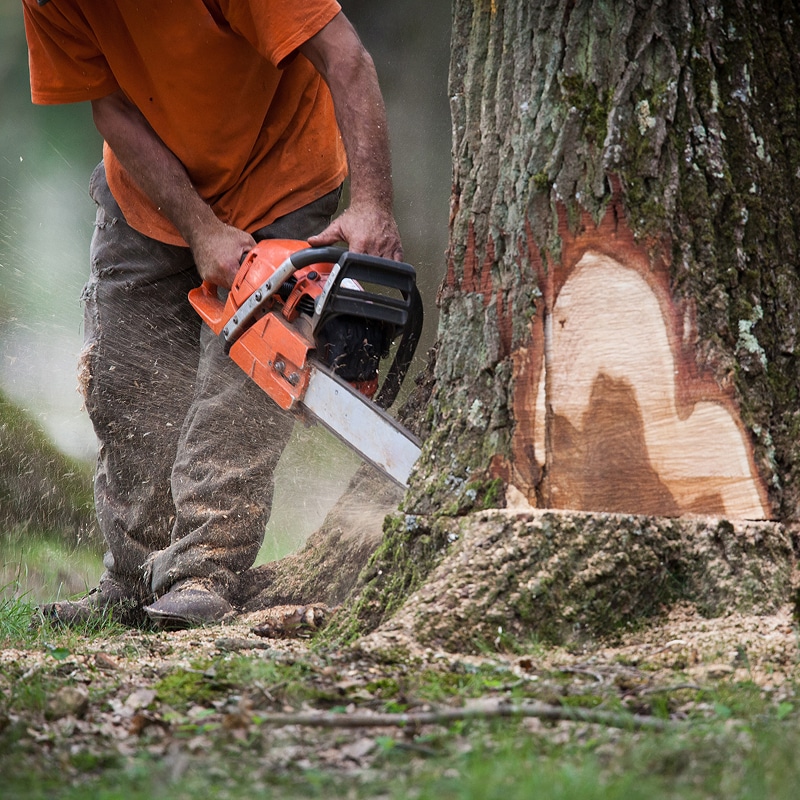 Bûcheron en t-shirt orange et pantalon foncé utilisant une tronçonneuse orange pour abattre un grand arbre, sciure projetée.