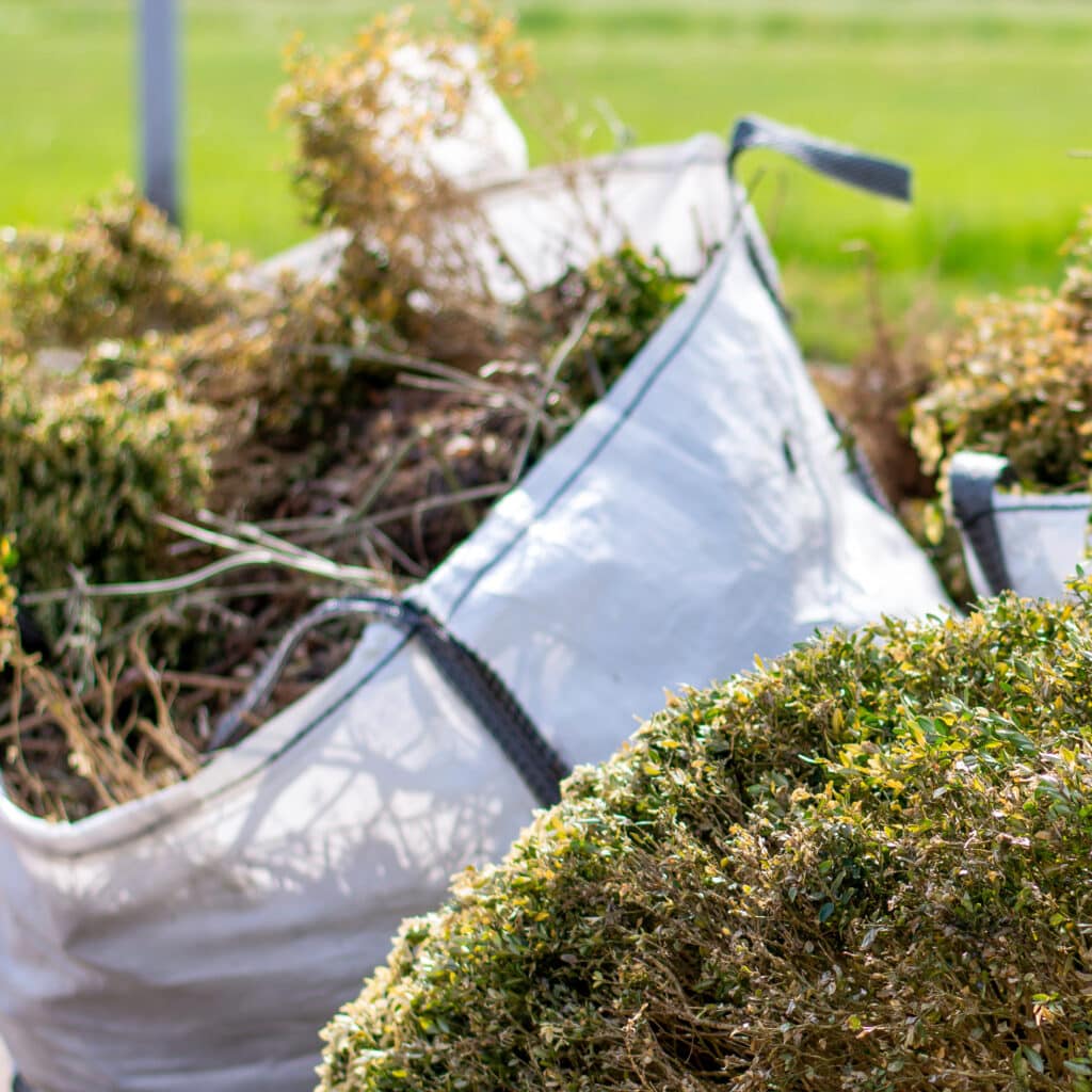 Déchets de buis coupés dans un sac de jardin blanc. Sac de jardin blanc rempli de branches de buis mortes ou taillées, avec des buissons verts/jaunes au premier plan.