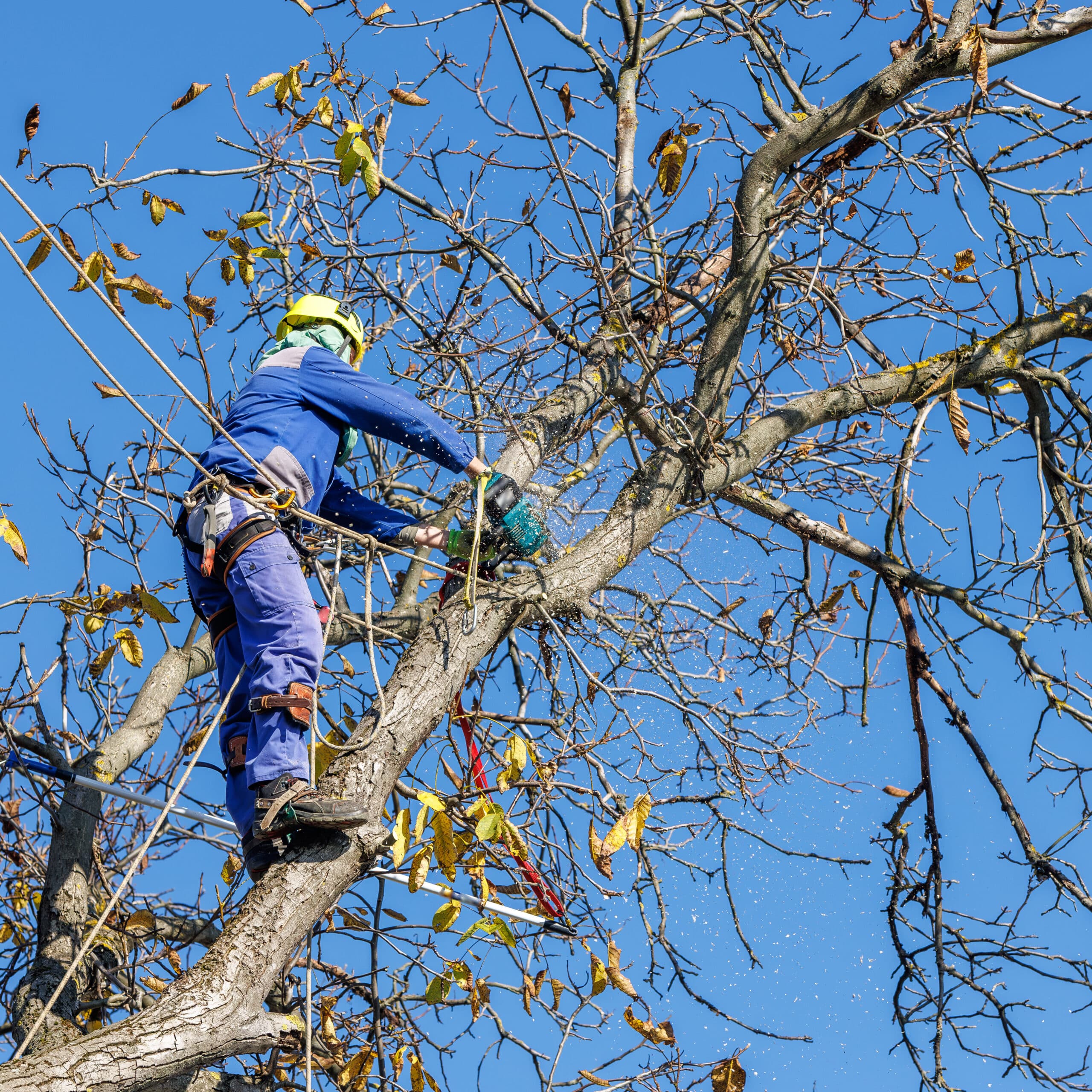 Arboriste grimpeur : Élagage sécurisé en hauteur. Arboriste professionnel élague un arbre à l'automne, sécurisé par des cordes, utilisant une tronçonneuse. Sciure en vol sous ciel bleu.