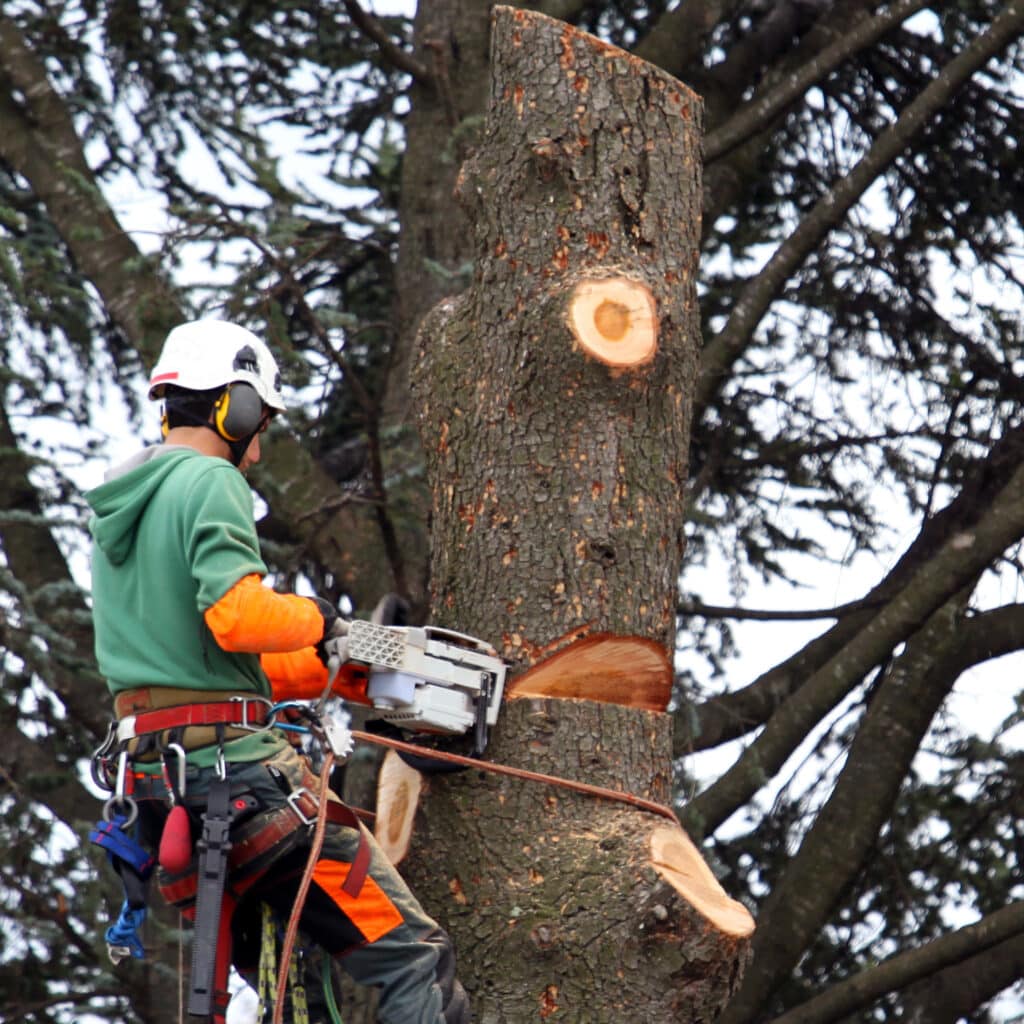 Élagage sécurisé : grimpeur-élagueur coupant un arbre. Arboriste équipé coupant un segment de tronc à la tronçonneuse en hauteur. Il porte un casque, un harnais et des gants orange.