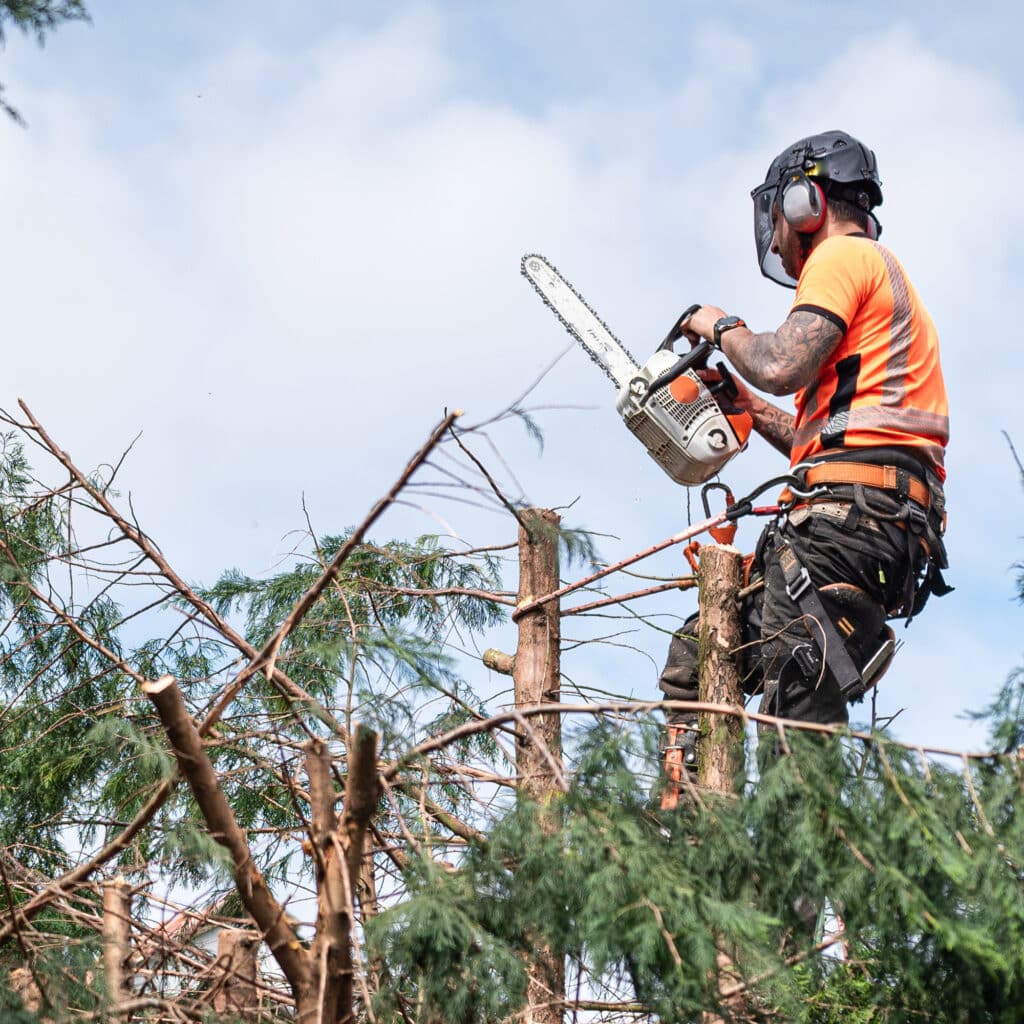 Élagueur arboriste professionnel au travail en hauteur Arboriste grimpeur coupant le sommet d'un arbre avec une tronçonneuse. Vêtements de sécurité orange, harnais et casque.