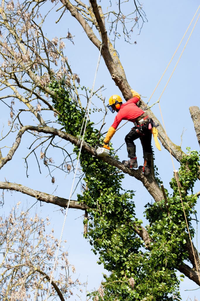 Élagueur grimpeur : taille d'arbre en hauteur et sécurité. Grimpeur-élagueur sécurisé coupant du lierre avec une tronçonneuse. Vêtements rouges, casque jaune, branches nues sur ciel bleu.
