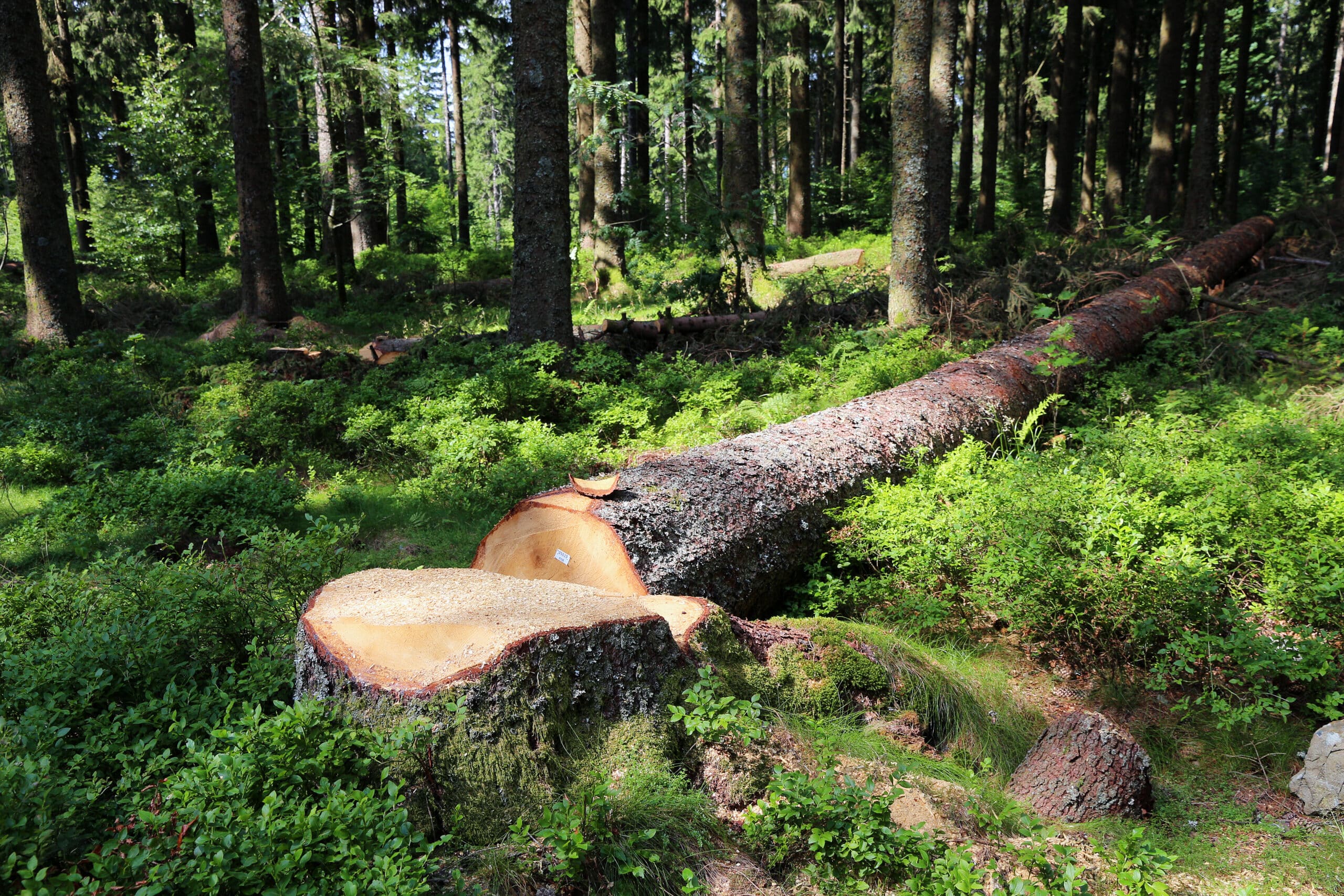 Tronc de sapin abattu dans une forêt dense. La souche et le billot sont frais sur le sous-bois de myrtilles verdoyant.