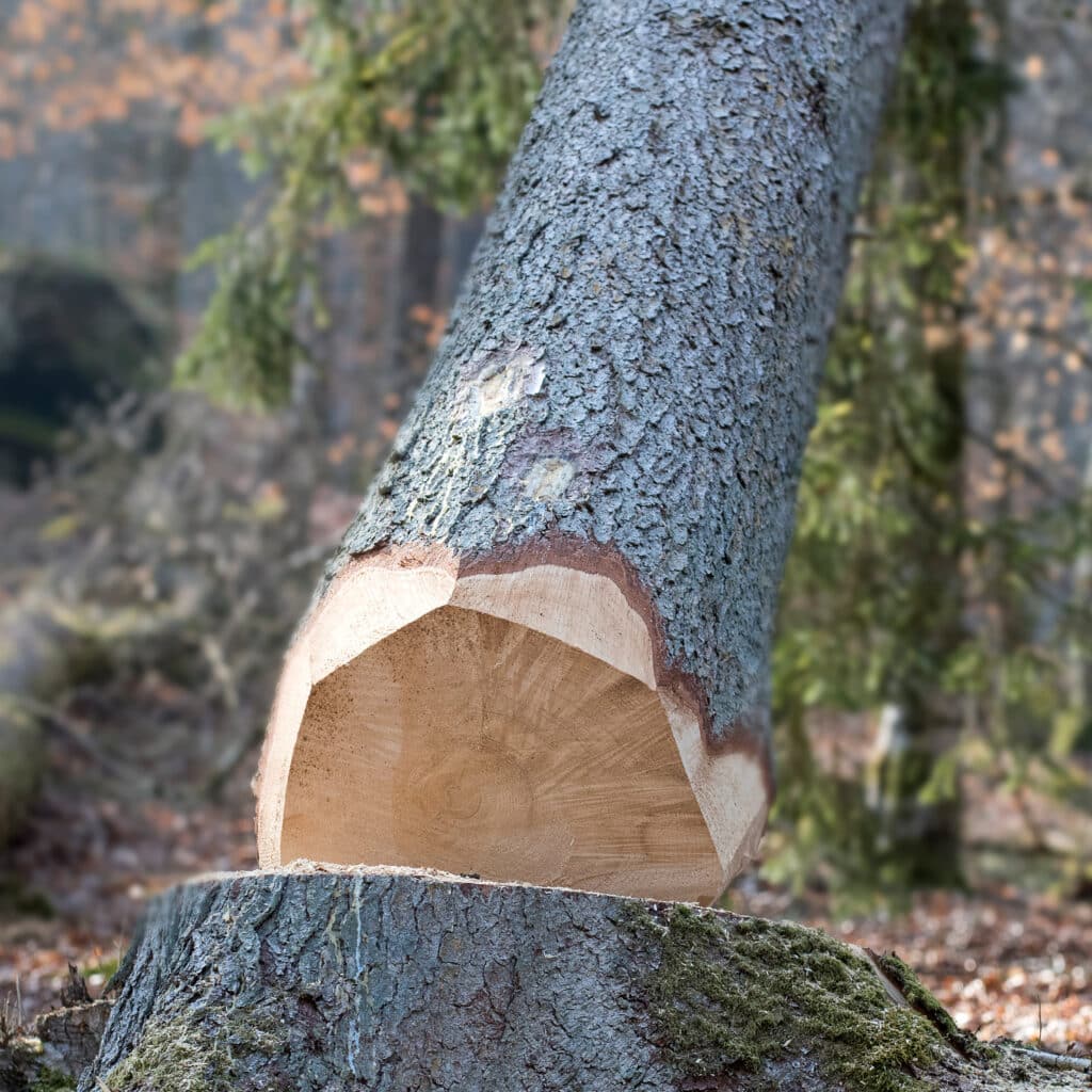 Tronc d'arbre fraîchement coupé | Coupe de bois en forêt. Tronc de pin fraîchement abattu, le bois clair de l'entaille reposant sur la souche moussue. Écorce grise rugueuse et forêt floue.